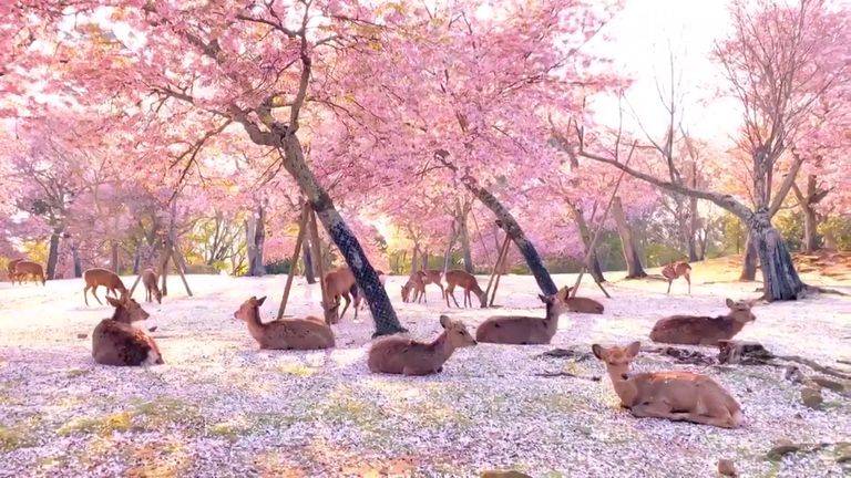 Ciervos se convierten en tendencia por descansar bajo cerezos de Japón