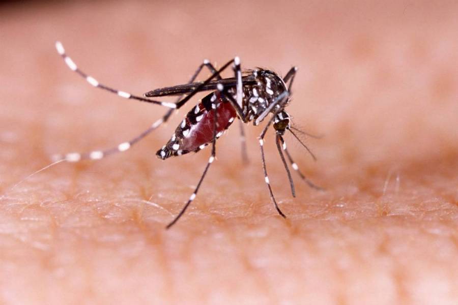 11 defunciones y 2 mil 925 casos de dengue en México