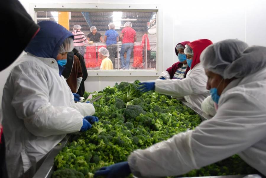 Prevén alza de 6% de exportaciones