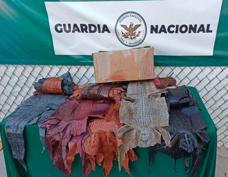 Guardia Nacional decomisó 34 piezas de piel de cocodrilo