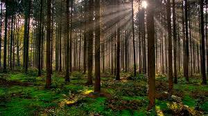 Contingencia sanitaria tuvo efectos contrastantes en los bosques: Conafor