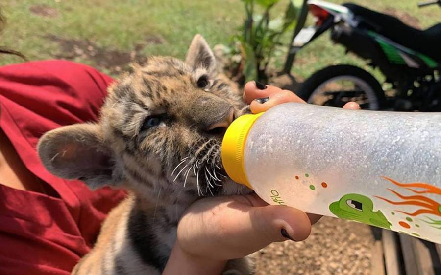 Zoológico bautiza a pumas como Pandemia y Cuarentena