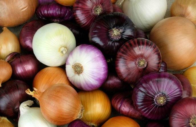 Agricultores tiran cebollas al rio porque les ofrec&iacute;an un peso por su producto