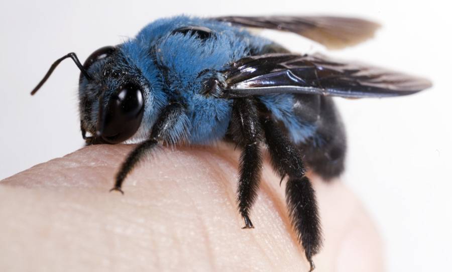 Reaparece en Florida una rara abeja azul que se creía extinta