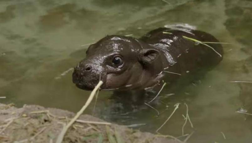 Nace hipopótamo pigmeo en San Diego