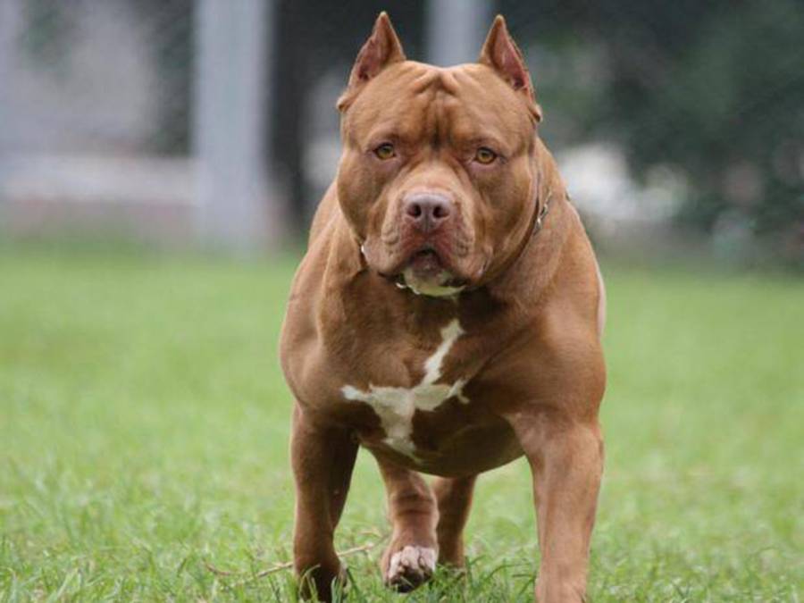 Policía aseguran a Pitbull que ataco a una mujer en la Cuauhtémoc