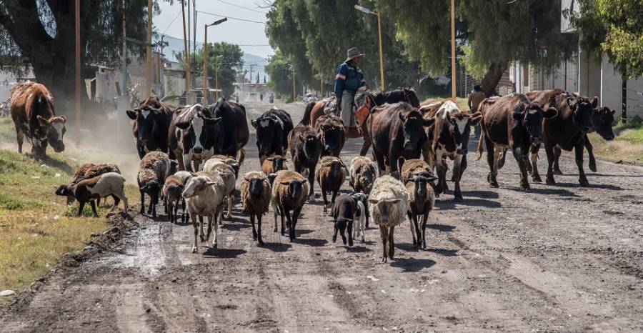 Ganaderos de Morelos en crisis por coronavirus