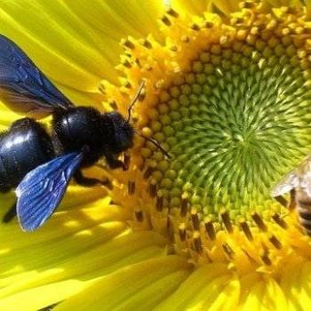 Reaparece abeja azul en Florida