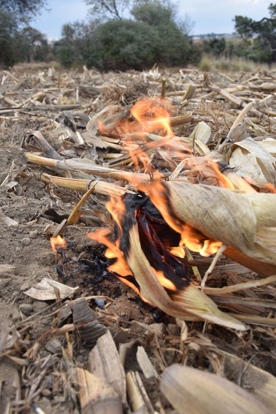 Registran reducción de 25% de los puntos de calor en siete entidades federativas