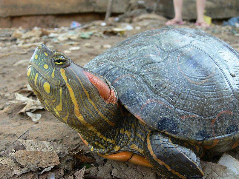 Por ingerir sangre de tortuga contra covid-19, muere beb&eacute; en Rep&uacute;blica Dominicana