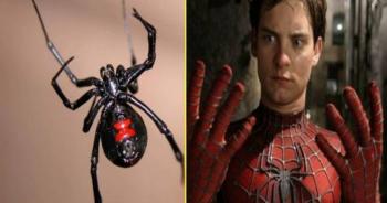 Tres menores se dejan picar por una araña viuda negra para convertirse en Spider-Man