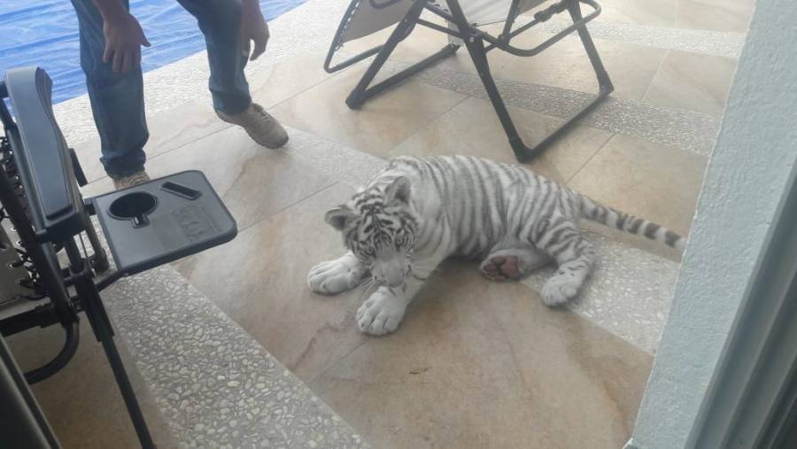 Tigre albino es capturado en calles de Quer&eacute;taro
