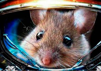 Rusia enviar&aacute; ratones al espacio