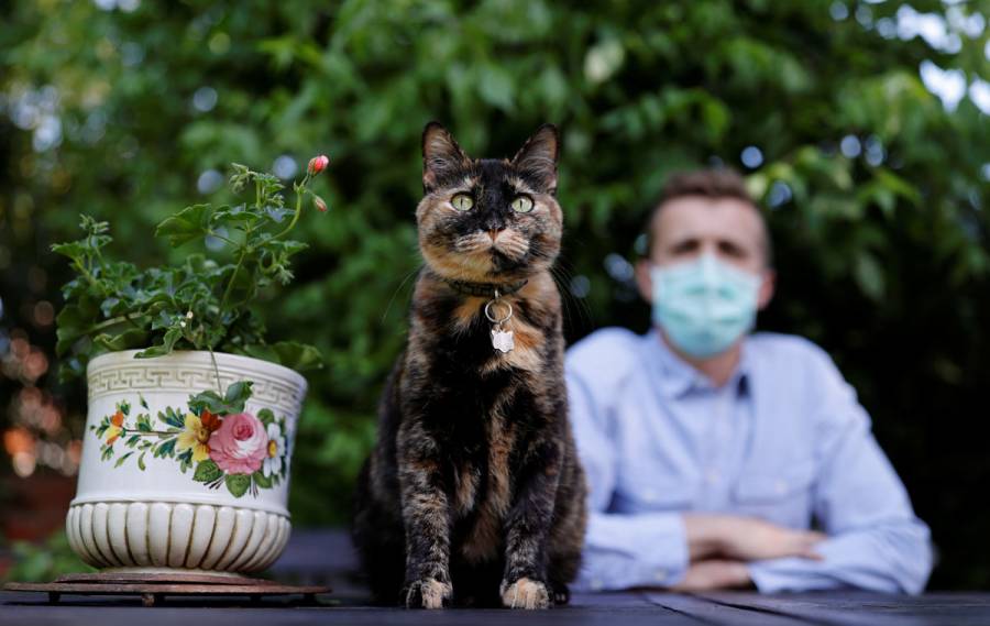 Una gata sobrevive a infección de coronavirus en París