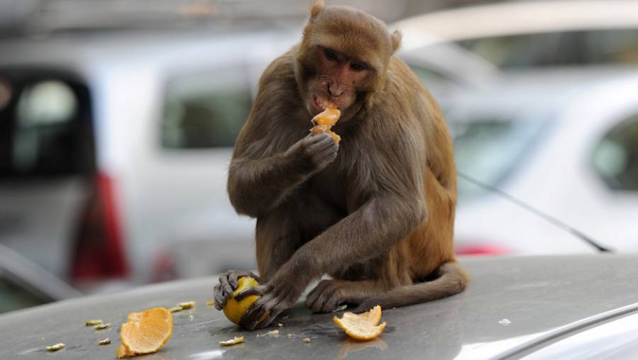 Monos roban muestras de sangre con Covid-19 en India