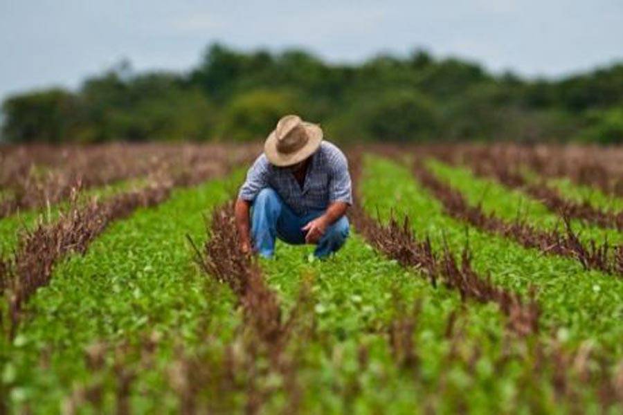 Sector agroalimentario adopta medidas internacionales de prevención por Covid-19