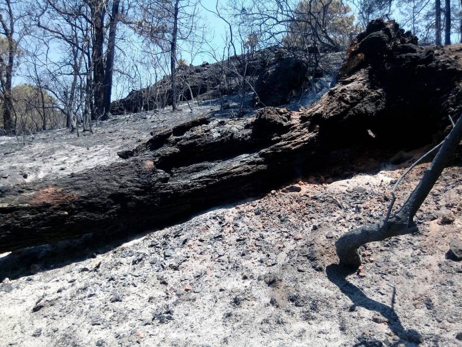 Denuncia Profepa a joven ante FGR por incendio en el Tepozteco