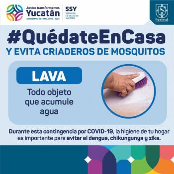 Yucat&aacute;n: Plaga de mosco negro causa encefalitis