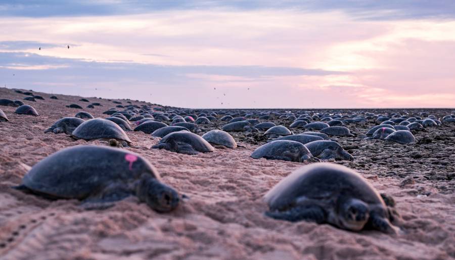 Captan a decenas de miles de tortugas nadando en Australia [Video]