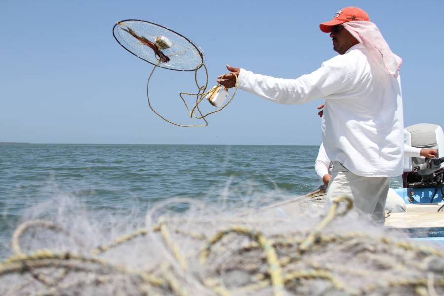 Levanta Agricultura periodo de veda de jaiba en Sinaloa y Sonora