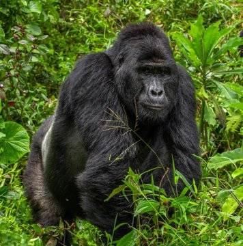 Un Rafiki menos, cazadores matan uno de los últimos ejemplares en Uganda