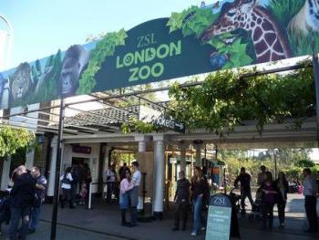 Zool&oacute;gico de Londres reabre al p&uacute;blico tras casi tres meses sin visitas, pero con restricciones
