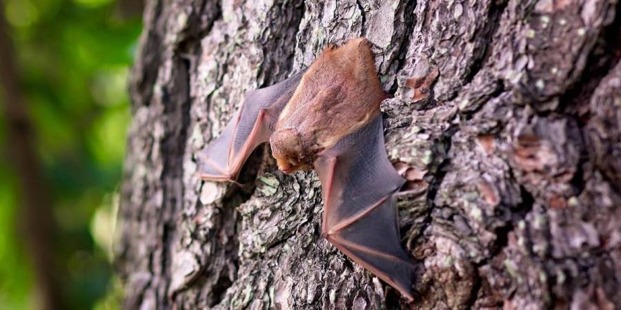 Desmiente embajada de India alerta por virus Nipah, podría ser “más letal que el Covid-19”