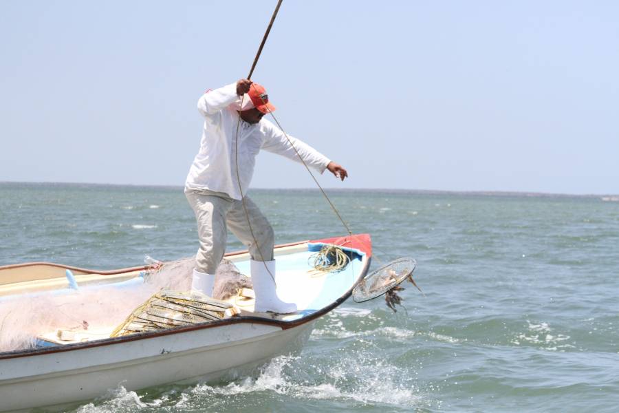 Pesca de jaiba salva litoral de Sonara y Sinaloa en la contingencia