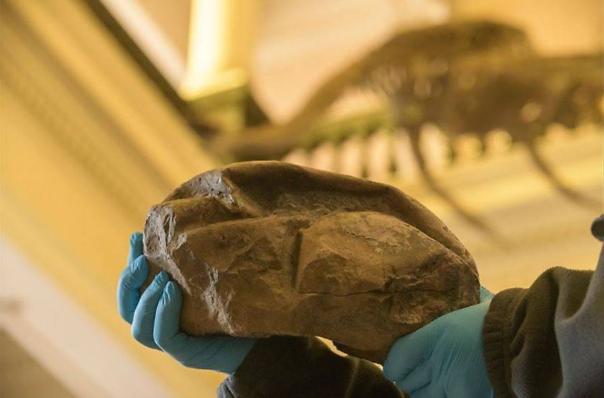 Nuevo gigante, el fósil de huevo más grande de dinosaurio ha sido descubierto