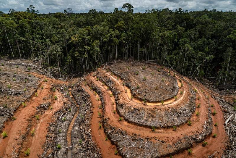 Brasil, Bolivia, Perú, Colombia y México países con más deforestación