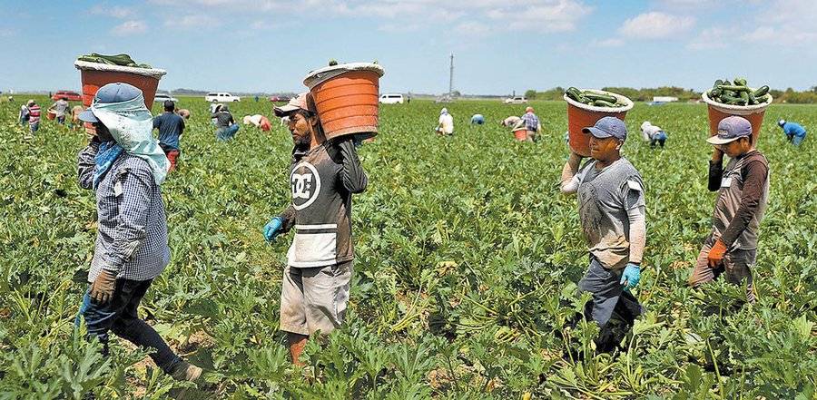 México acuerda mejores condiciones sanitarias de jornaleros con Canadá