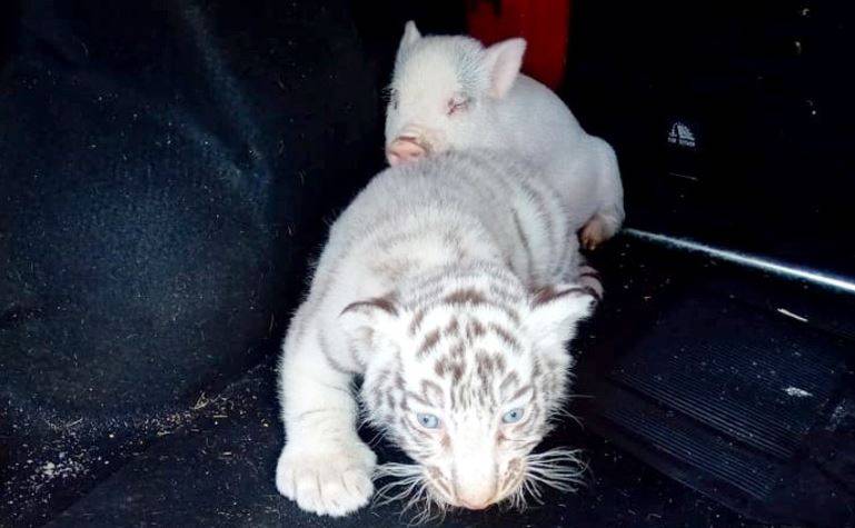 Guardia Nacional asegura cachorro de tigre de bengala blanco