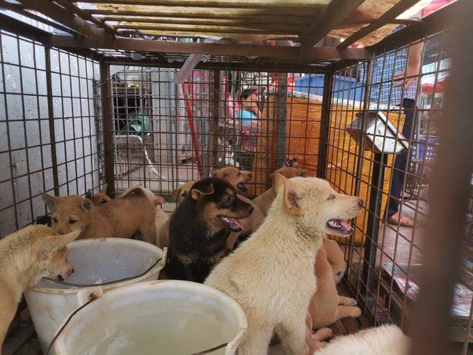 China abre feria de la carne de perro