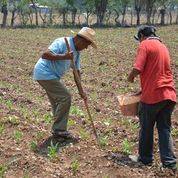 Reporta Agricultura avance del 56% en la entrega de fertilizantes en Guerrero