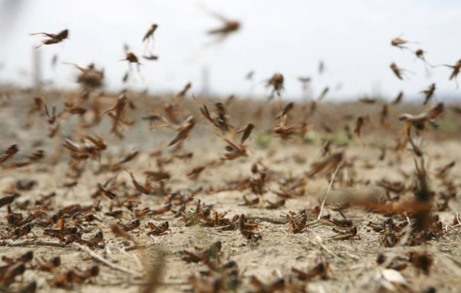 Una plaga de langostas avanza fuera de control por Argentina [Video]