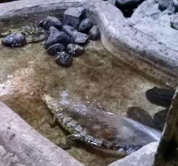 Zool&oacute;gicos de la AZCARM colaboran con SEMARNAT durante esta cuarentena.