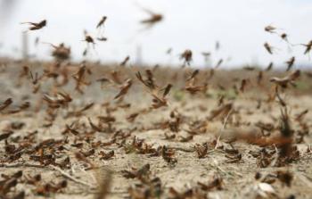 Una plaga de langostas avanza fuera de control por Argentina [Video]