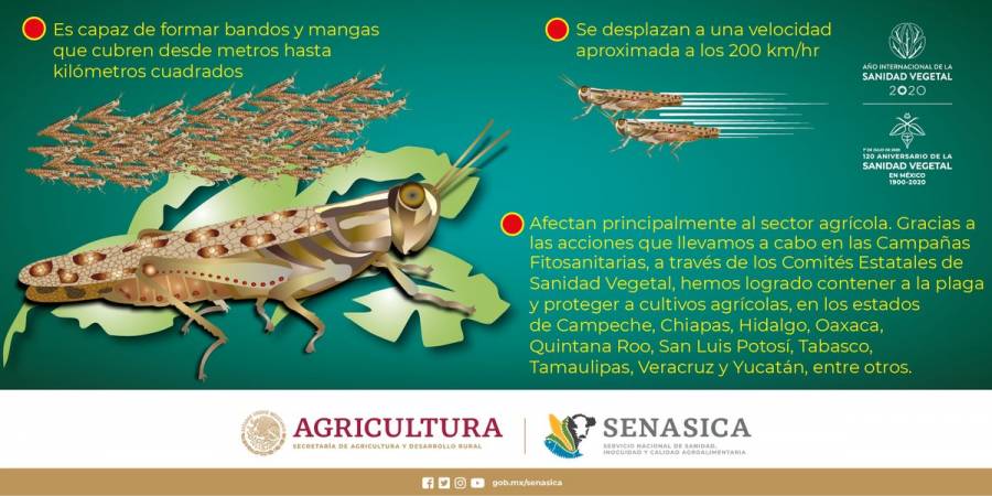 Agricultura pone en marcha programa para proteger langosta centroamericana