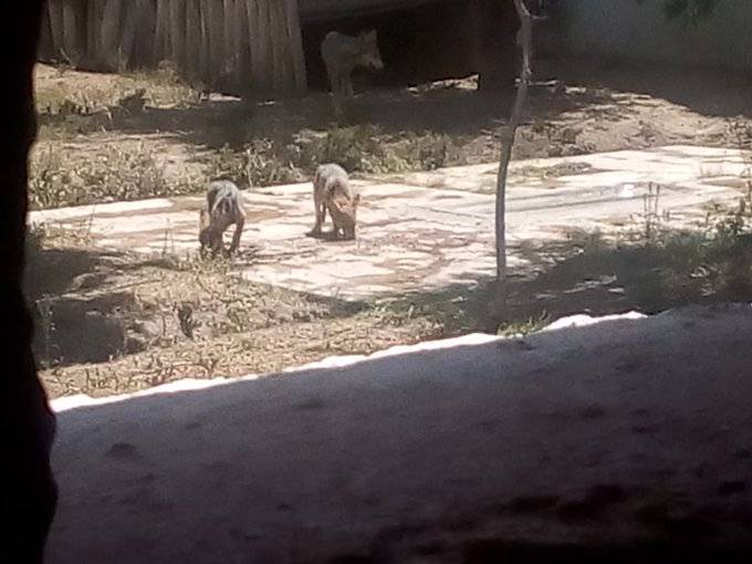 Nacen dos Lobos mexicanos en Zoológico de San Juan de Aragón