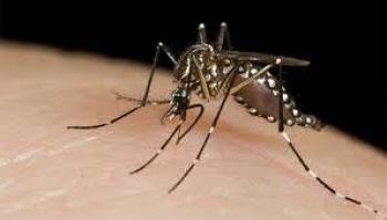 Advierte Cruz Roja que dengue y huracanes complicar&aacute;n respuesta a Covid-19
