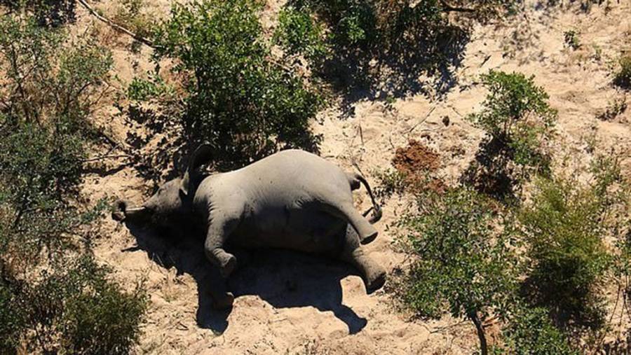 Cerca de 300 elefantes mueren sin explicación en Botsuana