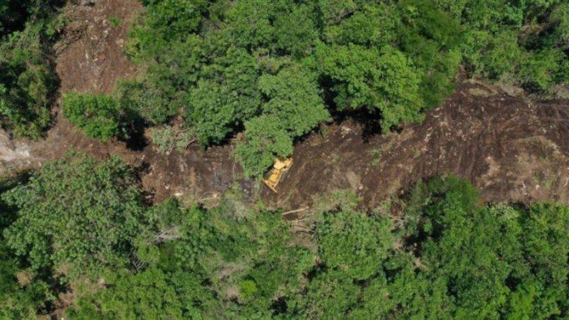 Piden detener deforestación en Playa del Carmen