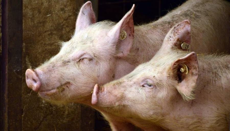 Gripe porcina G4 no es nueva y no infecta a humanos f&aacute;cilmente, aclara China