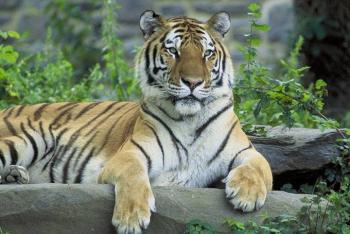 Tigre siberiano asesina a su cuidadora en Suiza