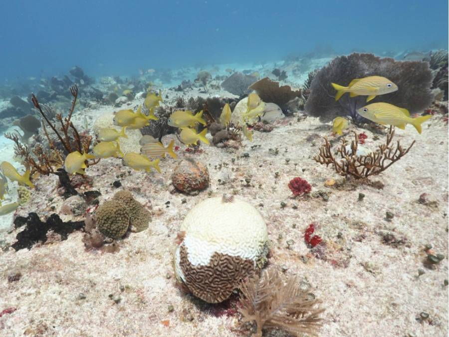Síndrome blanco, amenaza para la integridad ecológica del caribe mexicano