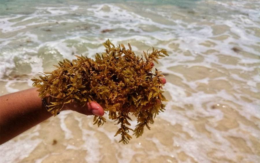 Contiene sargazo elementos dañinos para humanos y ecosistemas marinos