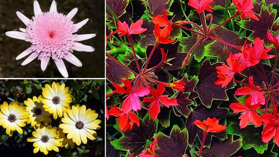 Aparición de las plantas con flor cambió la faz de la tierra, revela estudio de la UNAM