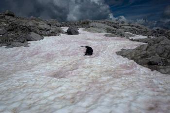 Los Alpes se visten de nieve rosa, lo que causa preocupaci&oacute;n