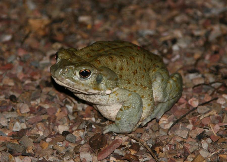 La lluvia provoca brote de Bufo alvarius