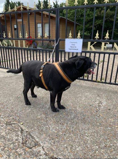 Abandonan a perro anciano por no aprender a ser bueno